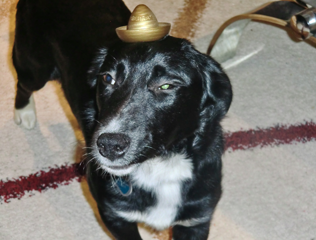 mexican dog